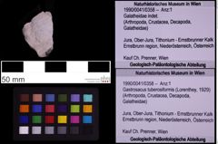 Foto (Objekt + Etiketten) von Gastrosacus tuberosiformis (Lorenthey, 1929) (NHMW-GEO-1990-0041-0358)